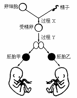 做包生男孩过程-包生男孩:新生命的诞生过程